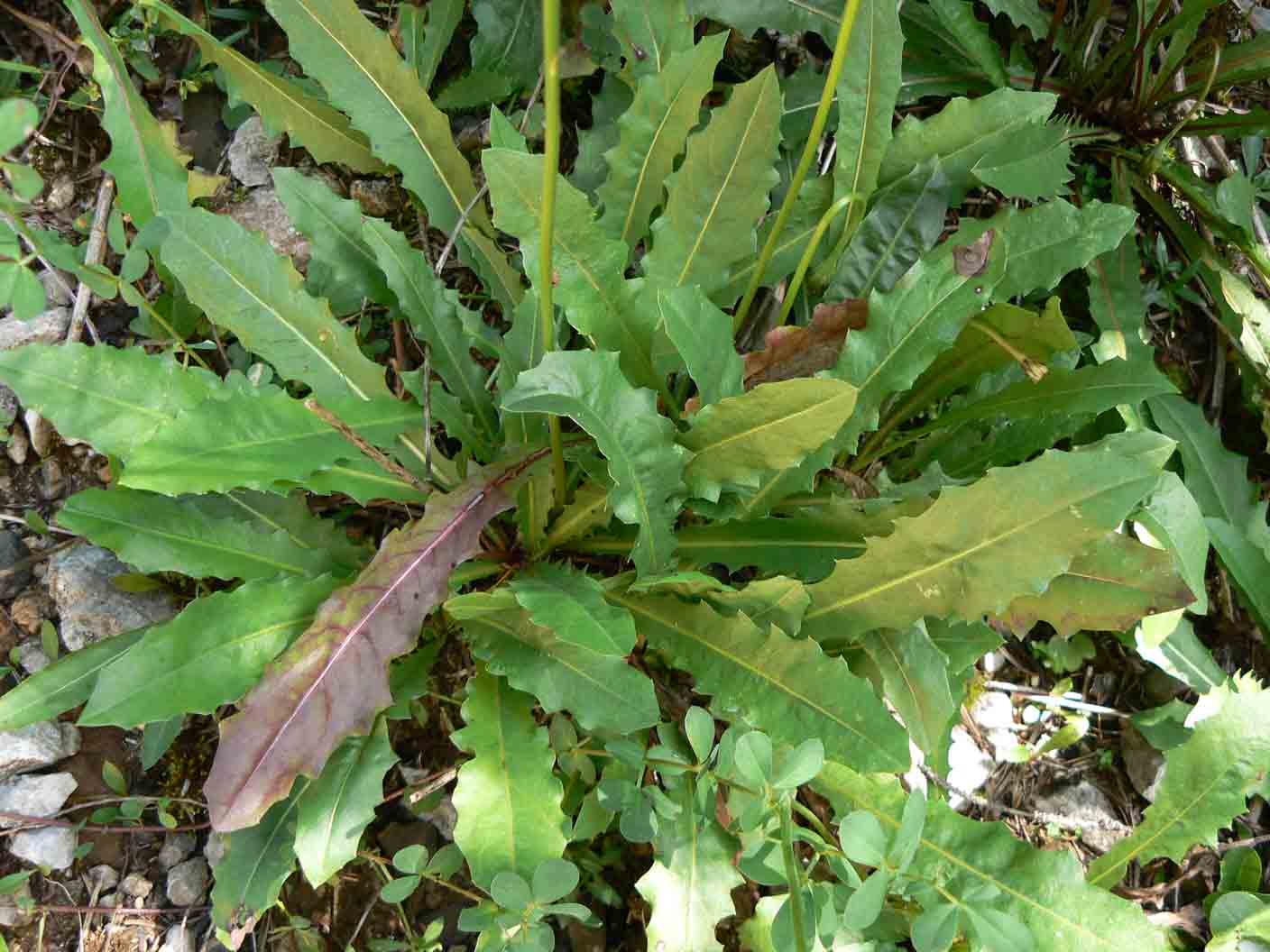 Crepis o Hieracium ? - Leontodon cfr. helveticus